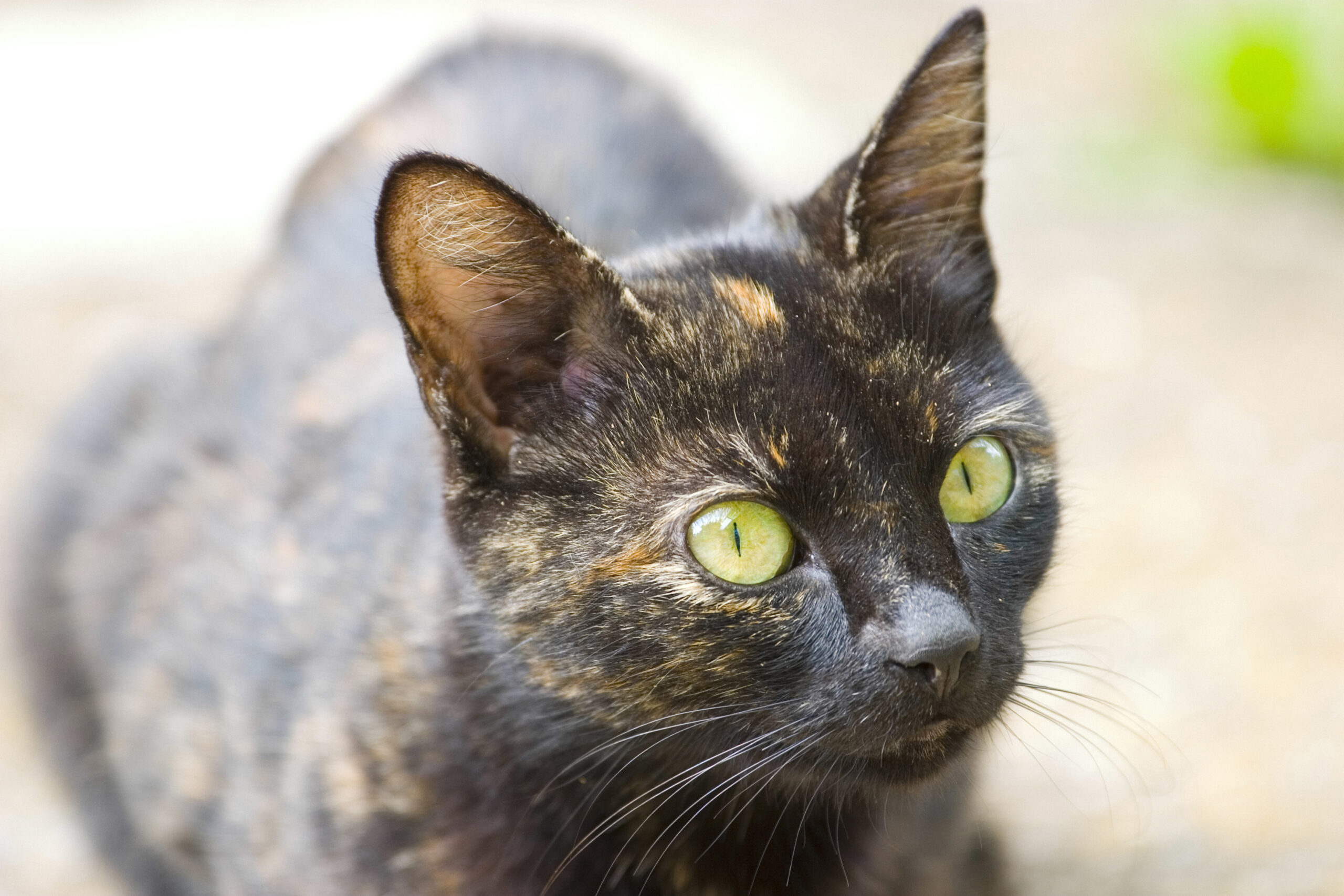 Saving Lei Lani: My Baby Needed My Help